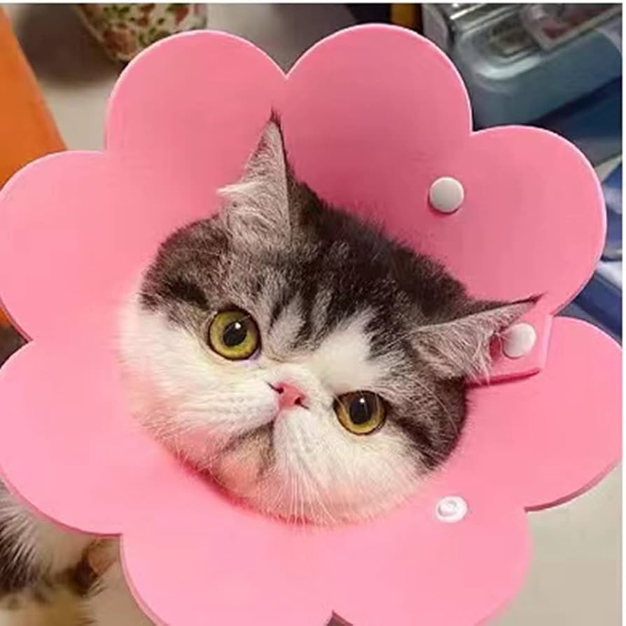 エリザベスカラー 猫 犬 COTOREAL ペット用品 傷口保護 傷舐め防止 楽天市場】【楽天1位】犬 猫 ソフトエリザベスカラー ペット